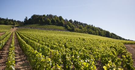 Photo des vignes du Premier Cru Clos des Barraults à Mercurey