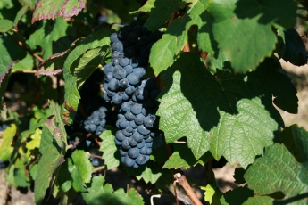 Pinot Noir