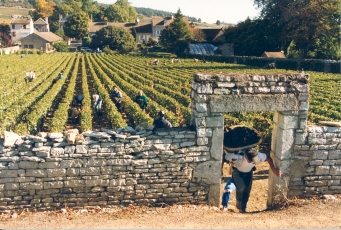 vendanges clos