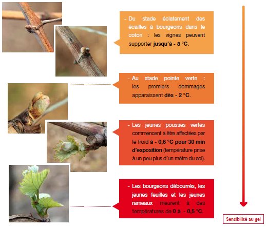 Schéma de la sensibilité au gel en fonction de l'état d'avancement du cycle végétal de la vigne