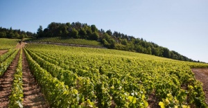 Vue des vignes du Mercurey 1er Cru Clos des Barraults du Domaine Michel Juillot