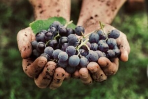 Une main de vigneron tenant des raisins