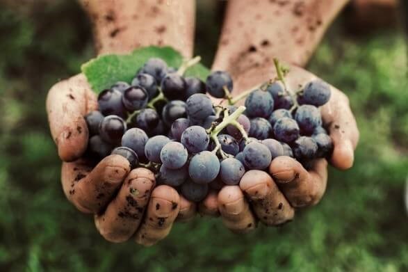 Une main de vigneron tenant des raisins