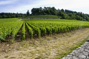 Clos des Barraults_Été